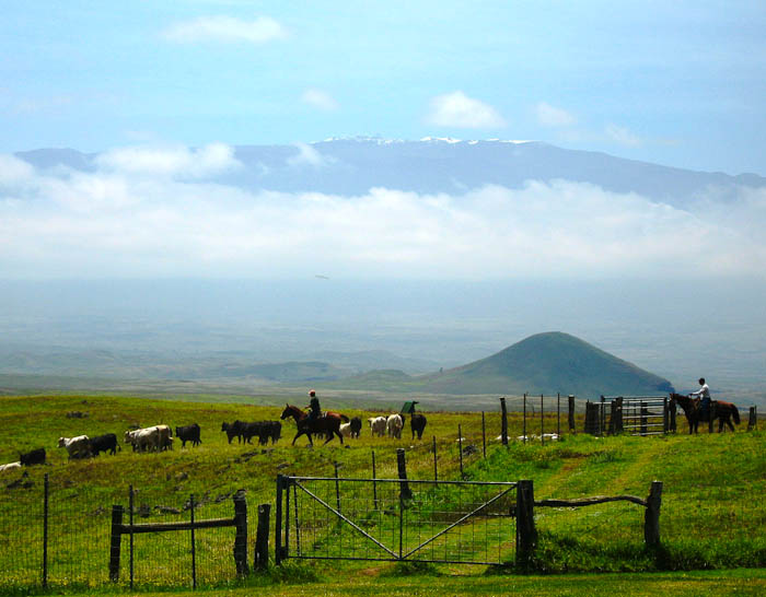 Saddle Up! The Rich History of Parker Ranch and Hawaiian Cowboys