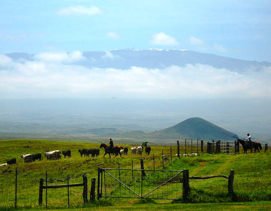 Saddle Up! The Rich History of Parker Ranch and Hawaiian Cowboys